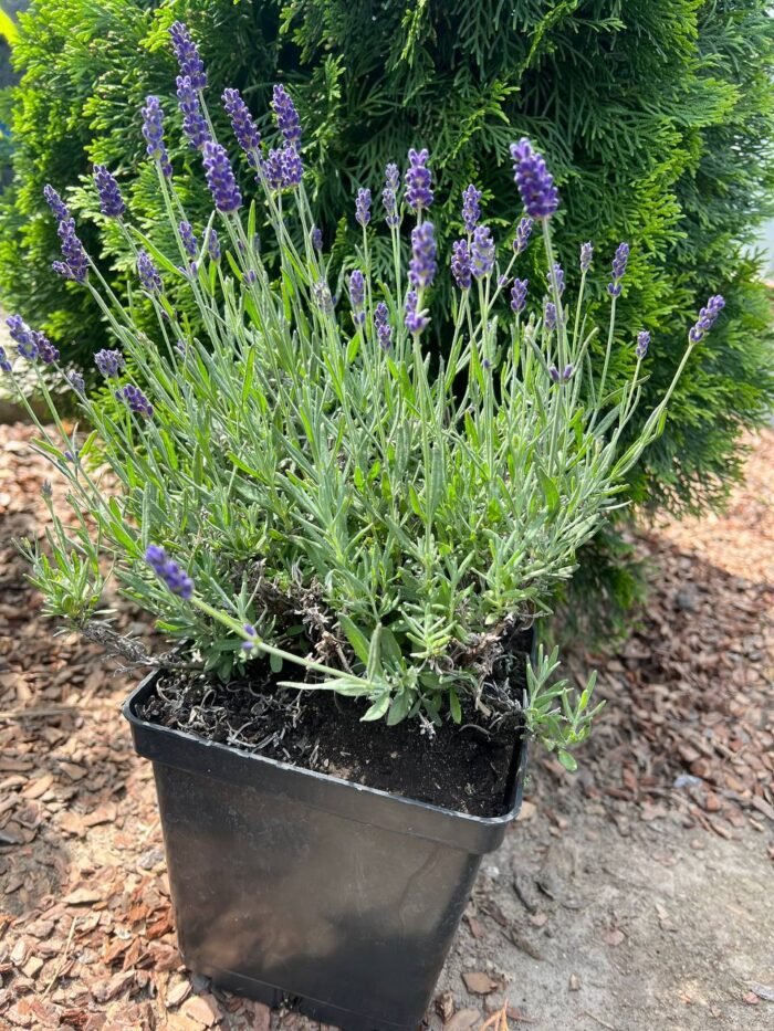 Лаванда Хідкот (Hidcote blue) C3 - Зображення 3