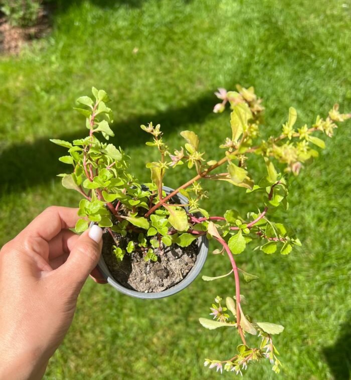 photo_2025-06-24_22-22-23 Очиток хибний - Зображення 1