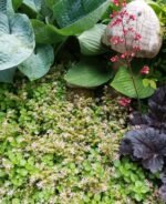 Очиток хибний - Зображення 2