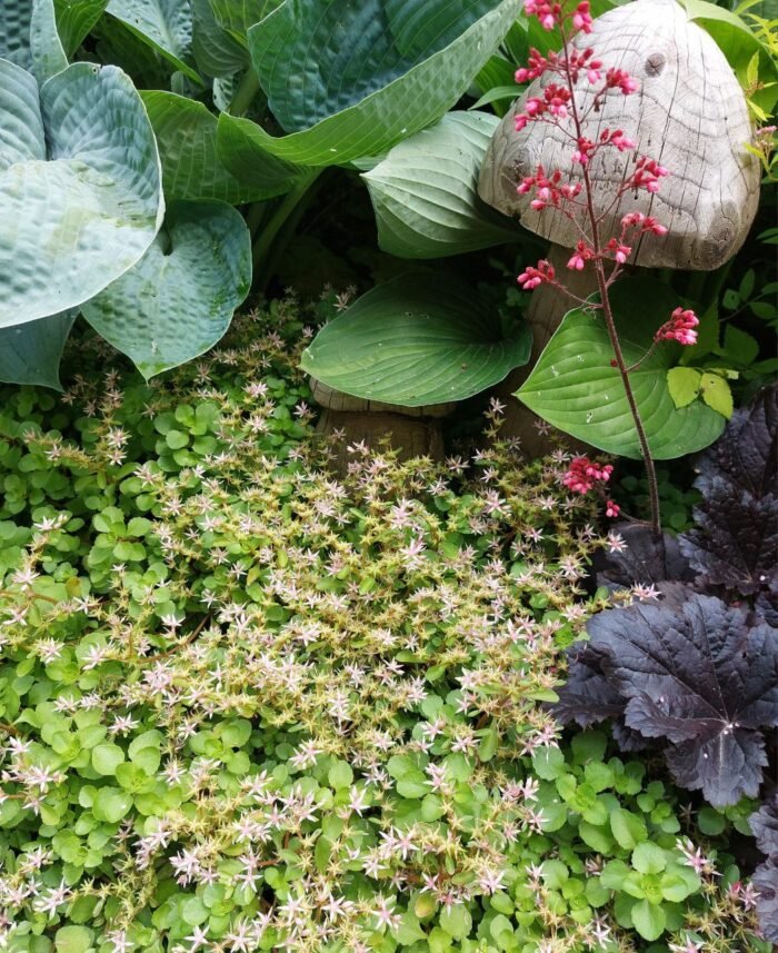 Очиток хибний - Зображення 2