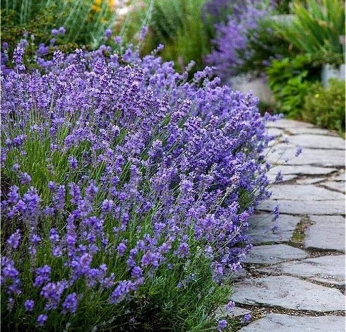 photo_2025-06-27_10-28-12 Лаванда "Munstead" - Зображення 1