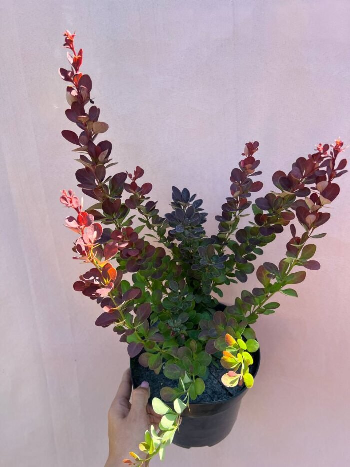 photo_2025-07-24_10-37-40 Барбарис Тунберга Ред Піллар С2 - Зображення 1