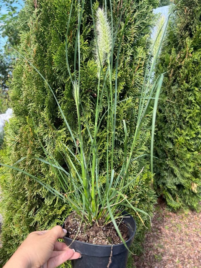 Пеннісетум Японікум - Зображення 3