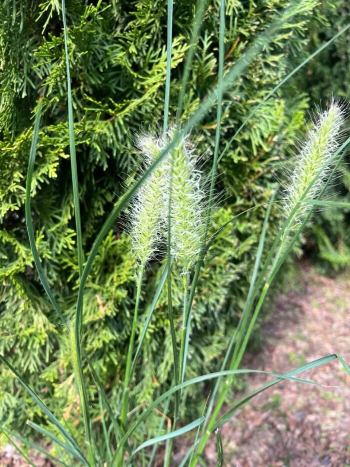 Пеннісетум Японікум - Зображення 4