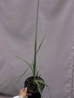 Молінія Віндшпіль - Зображення 3