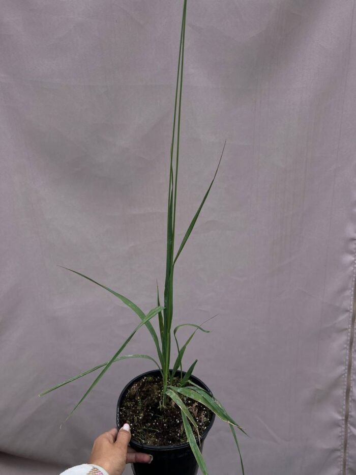 Молінія Віндшпіль - Зображення 3