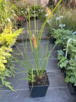 Піннісетум Ред Хед С1,5 - Зображення 2