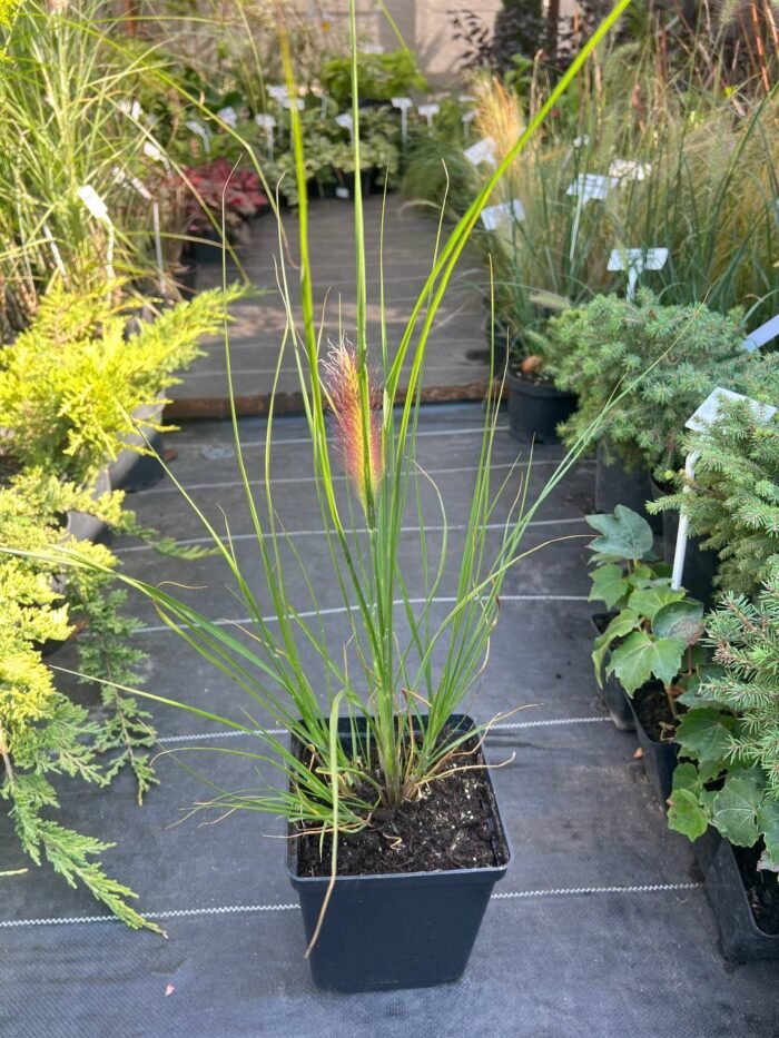 Піннісетум Ред Хед С1,5 - Зображення 2