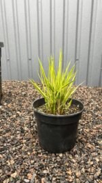 Куничник (війник) варієгатний - Зображення 2