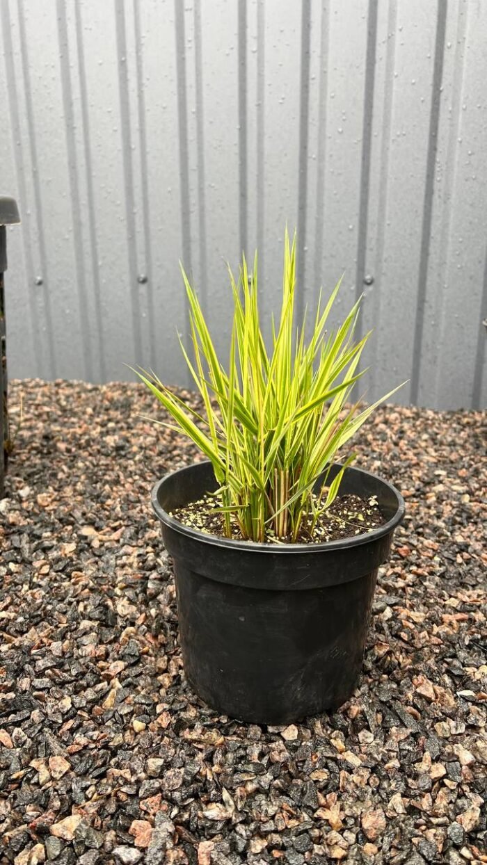 Куничник (війник) варієгатний - Зображення 2