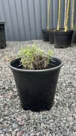 Лаванда "Munstead" С2 - Зображення 2