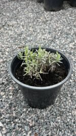 Лаванда "Munstead" С2 - Зображення 3