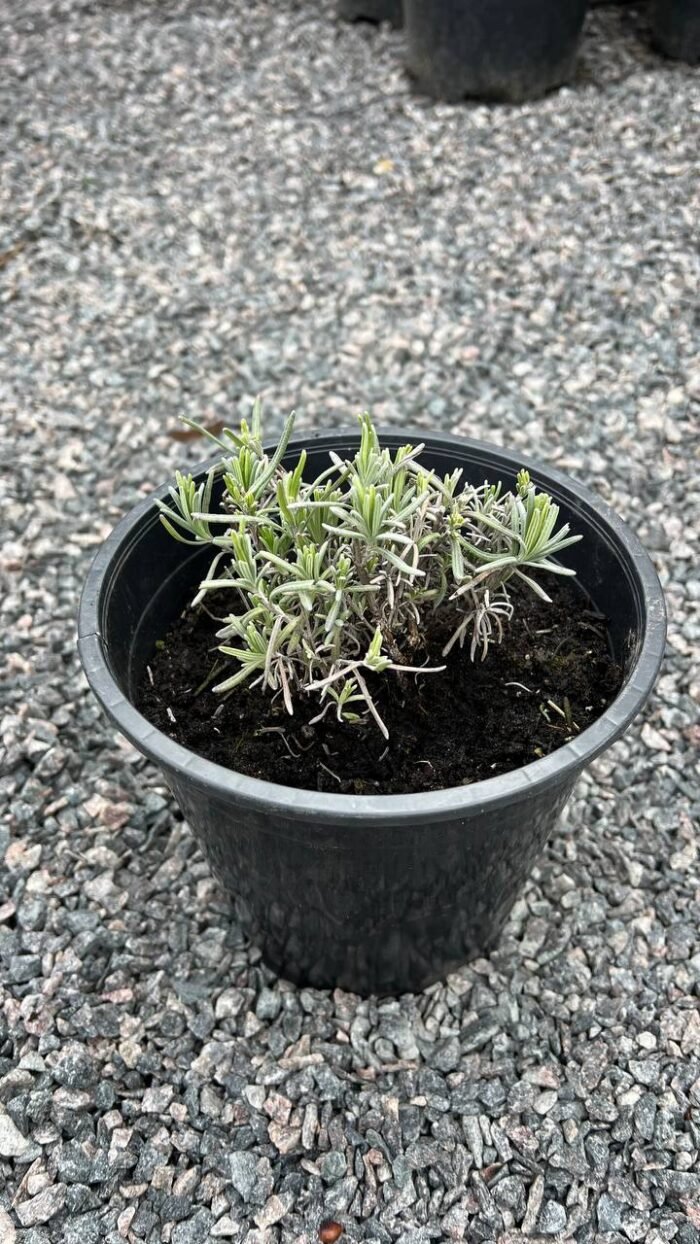 Лаванда "Munstead" С2 - Зображення 3