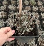 Лаванда Хідкот (Hidcote blue) C3 - Зображення 4