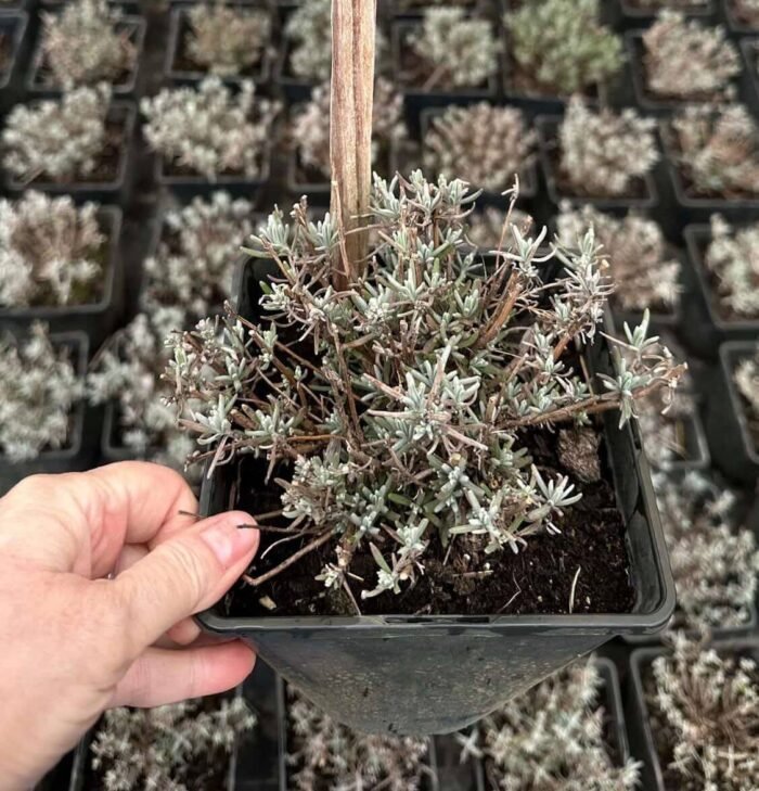 Лаванда Хідкот (Hidcote blue) C3 - Зображення 4