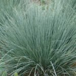 Вівсюнець вічнозелений