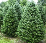 Ялиця бальзамічна