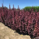 Барбарис Тунберга Chocolate Summer С1,5