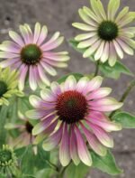 Ехінацея Green Envy С2