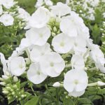 Флокс волосистий 'Danielle'