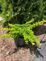  Барбарис тунберга Грін Карпет C2