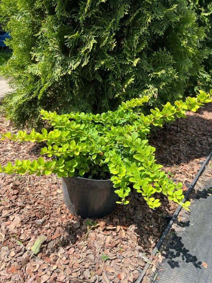 photo_2025-07-02_14-25-24 Барбарис тунберга Грін Карпет C2 - Зображення 1