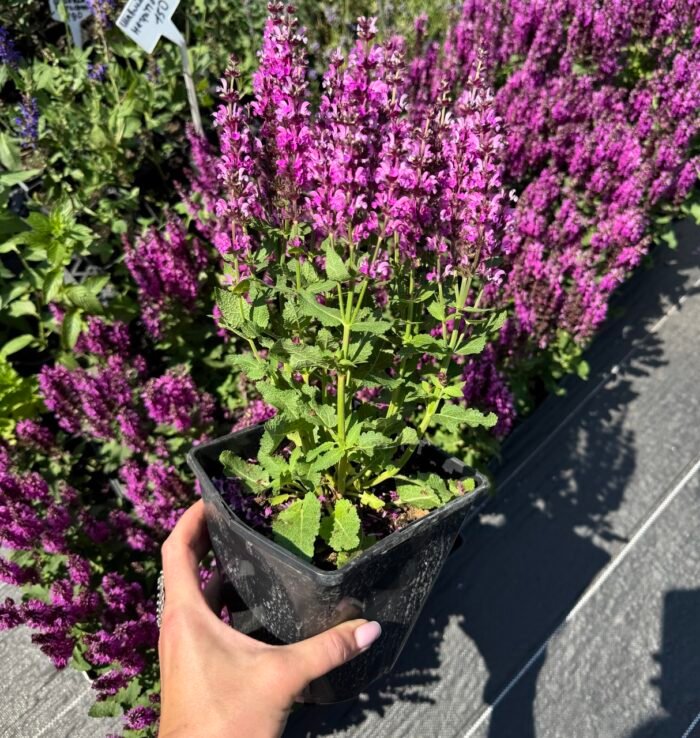 Шавлія Royal Magenta С2 - Зображення 2