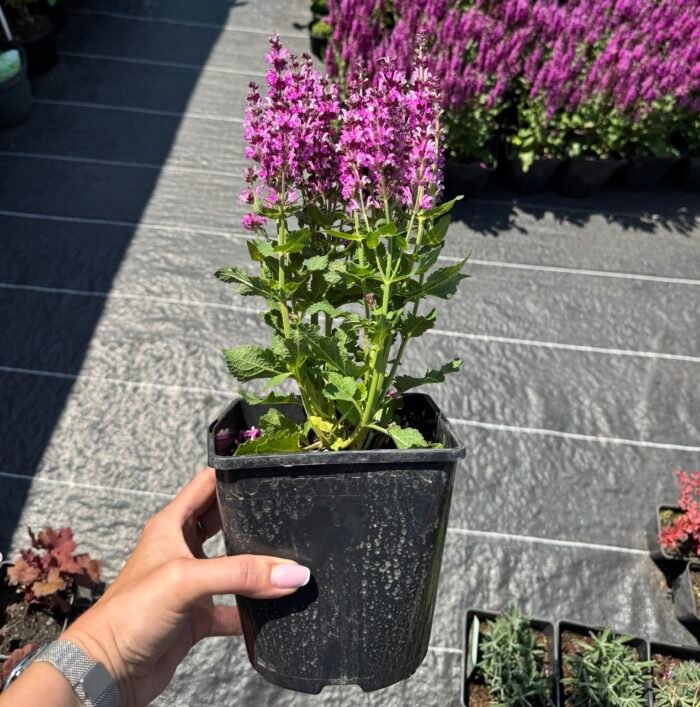 Шавлія Royal Magenta С2 - Зображення 3