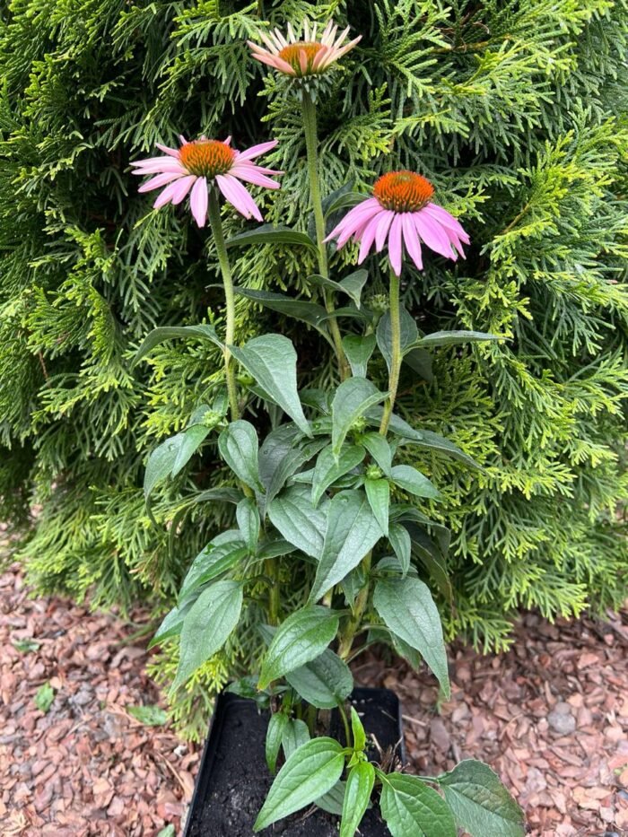 Ехінацея пурпурова С2 - Зображення 2