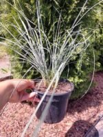 Вівсюнець вічнозелений - Зображення 3