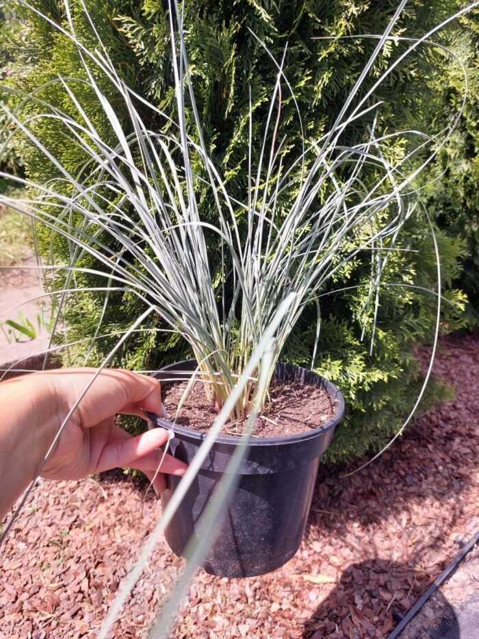 Вівсюнець вічнозелений - Зображення 3