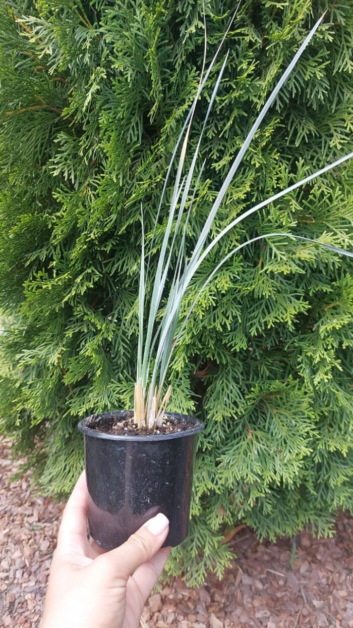 Вівсюнець вічнозелений - Зображення 2