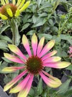 Ехінацея Green Envy С2 - Зображення 2