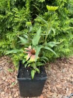 Ехінацея Green Envy С2 - Зображення 3