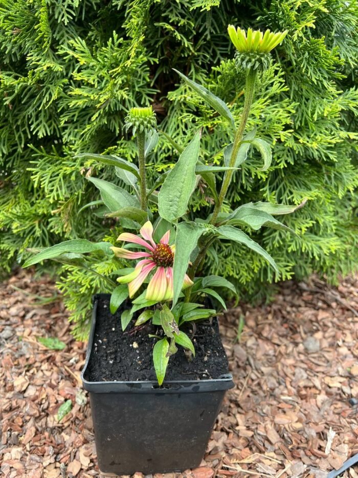 Ехінацея Green Envy С2 - Зображення 3