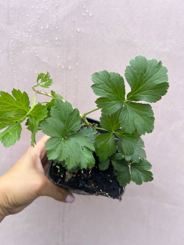 Вальдштейнія трійчаста - Зображення 2