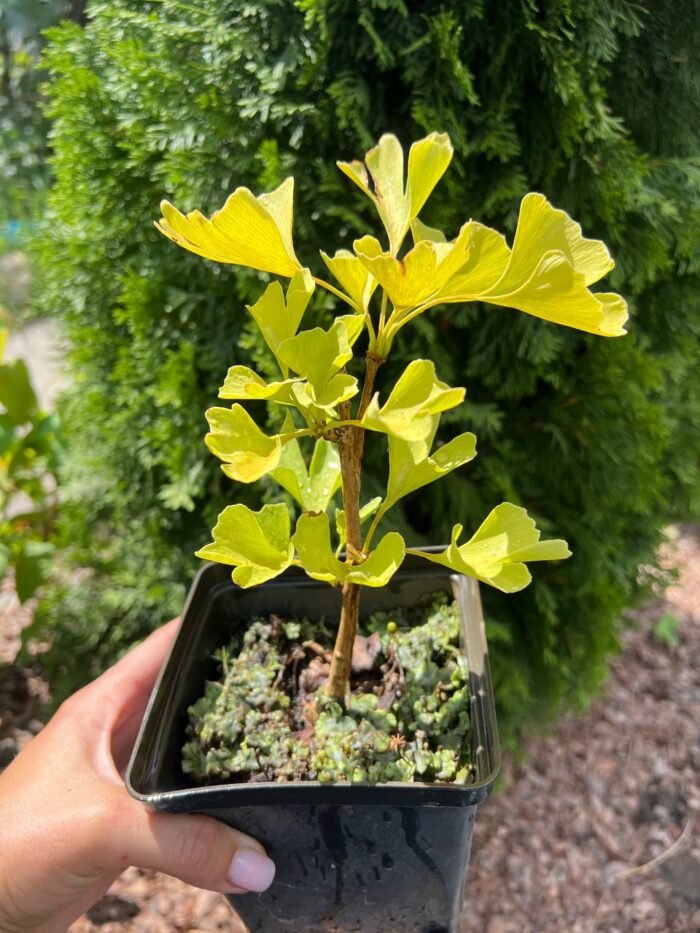 Гінкго дволопатеве Білоба Р9 - Зображення 2