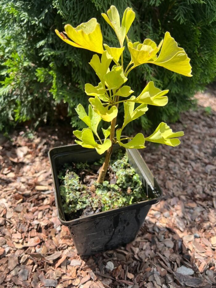 Гінкго дволопатеве Білоба Р9 - Зображення 3