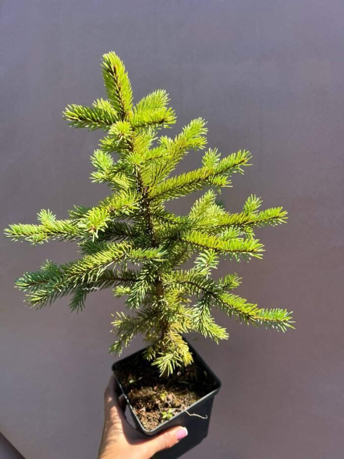 Ялина Маджестик Блу С1/С3 - Зображення 2