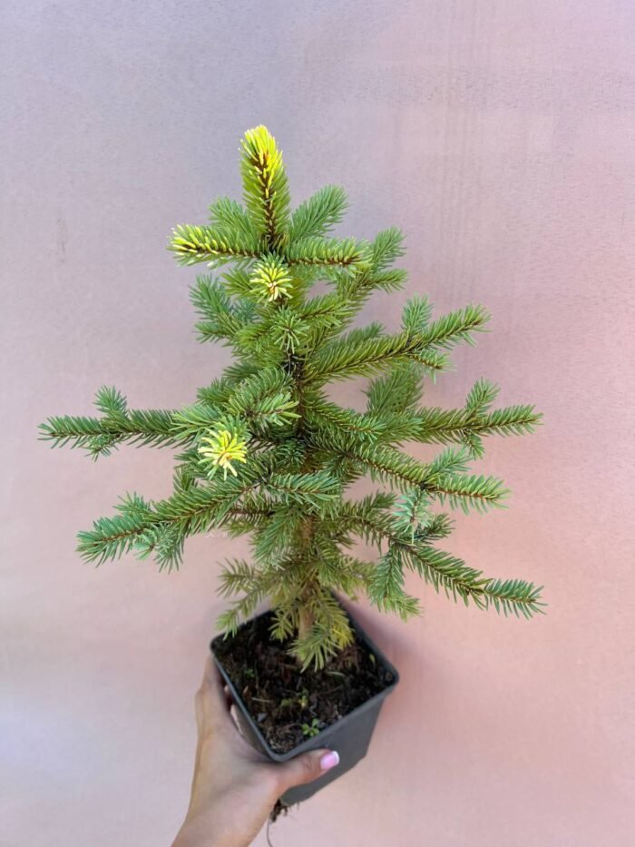 photo_2025-07-24_10-55-51 Ялина Маджестик Блу С1/С3 - Зображення 1