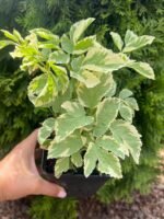 Яглиця звичайна 'Variegata'
