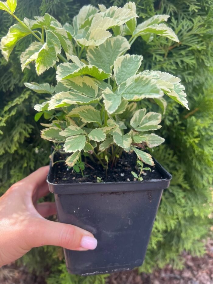 Яглиця звичайна 'Variegata' - Зображення 3