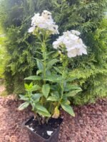 Флокс волосистий 'Danielle' - Зображення 2