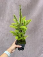 Ялиця бальзамічна - Зображення 2