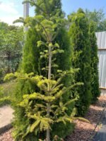 Ялиця бальзамічна - Зображення 3