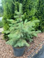 Ялина звичайна (європейська) С3/С7 - Зображення 2