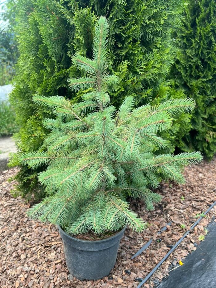 Ялина звичайна (європейська) С3/С7 - Зображення 2