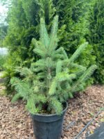 Ялина звичайна (європейська) С3/С7 - Зображення 3