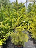 Ялина звичайна (європейська) С3/С7 - Зображення 4