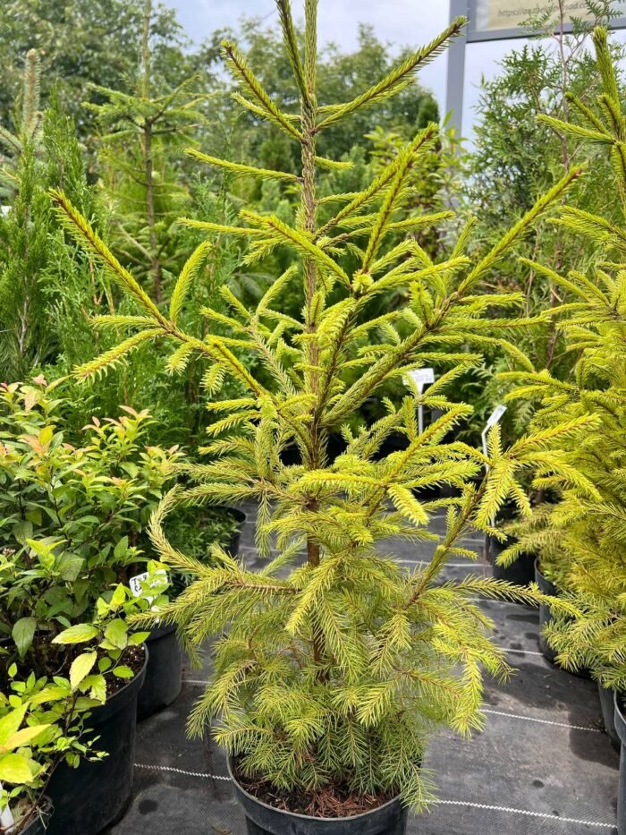 Ялина звичайна (європейська) С3/С7 - Зображення 4